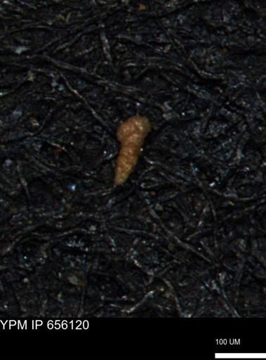 Verneuilinoides kansasensis