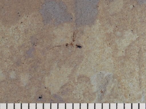 Hymenoptera
