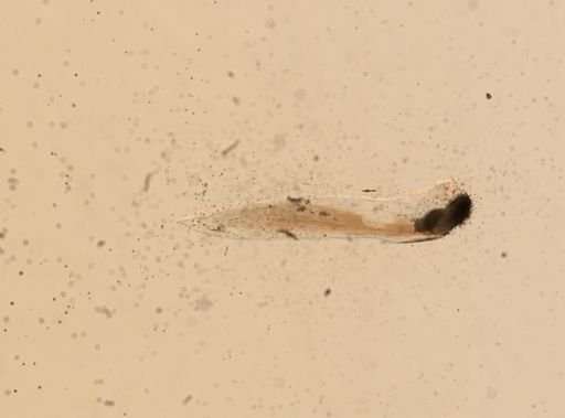 Eunicidae