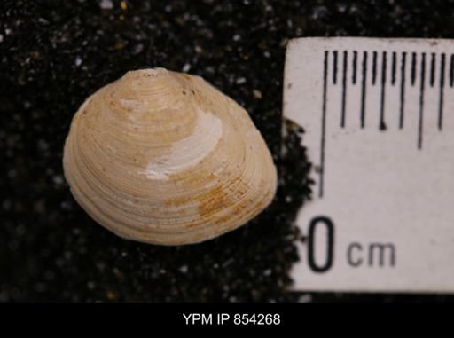 Limopsis striatopunctatus