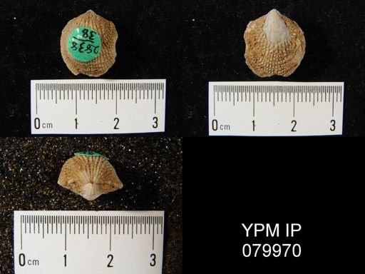 Atrypa reticularis