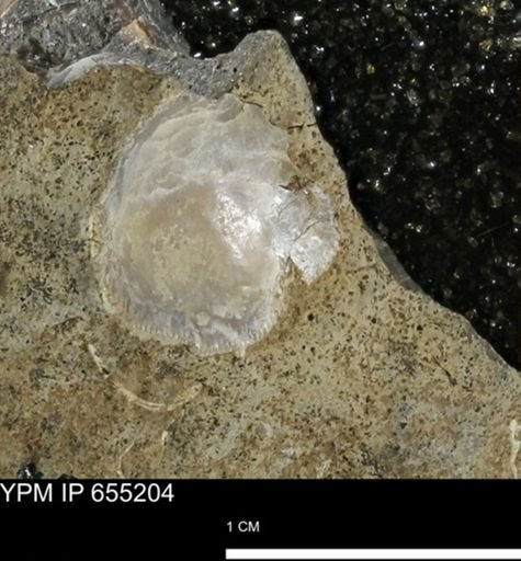 Oxytoma (Hypoxytoma) nebrascana