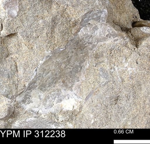 undet. Bivalvia