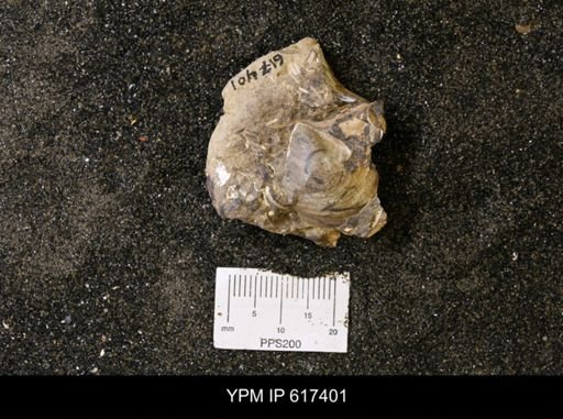 Phelopteria linguaeformis