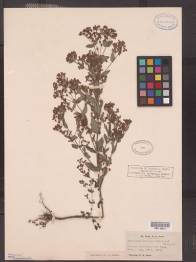 Hypericum boreale