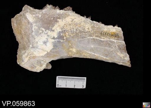 undet. Ichthyodectidae