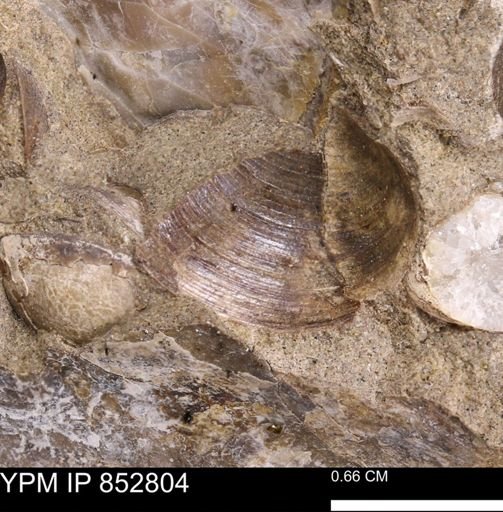 Limopsis striatopunctatus