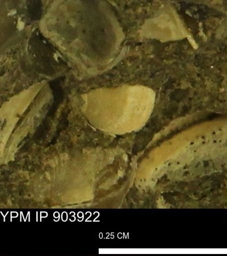 Corbulamella?