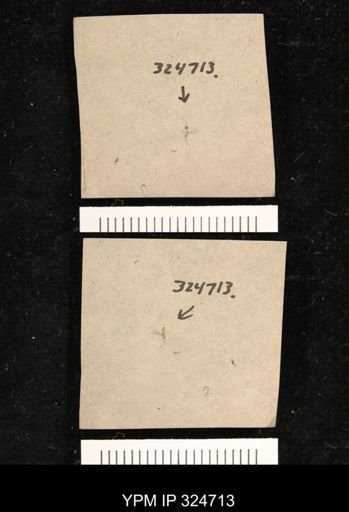 undet. Ichneumonidae