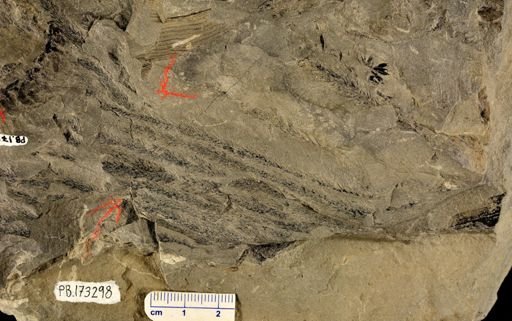 Lepidodendron sp.