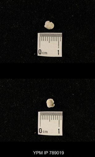undet. Brachiopoda