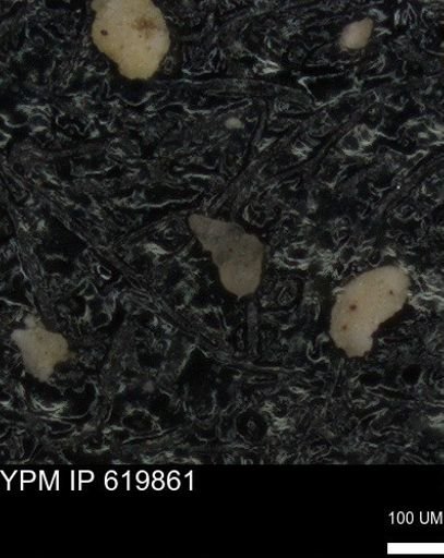 undet. Heterohelicidae