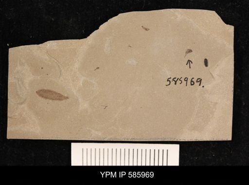 undet. Mordellidae