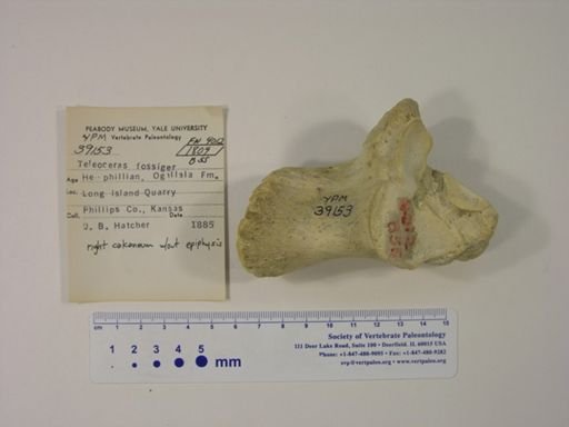 Teleoceras fossiger