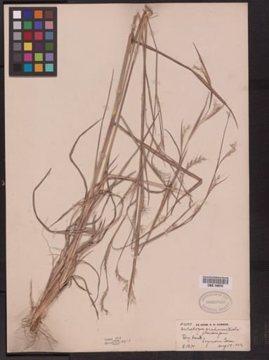 Schizachyrium scoparium