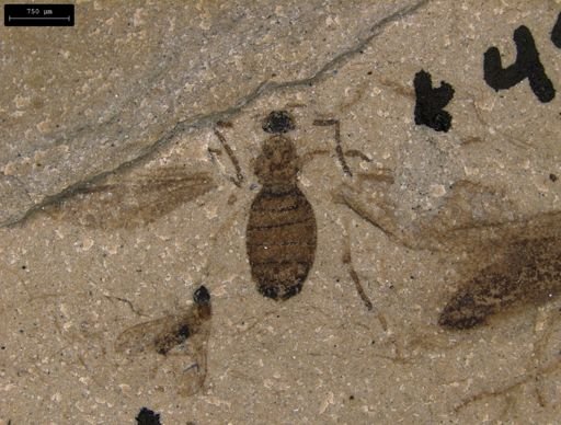 Diptera