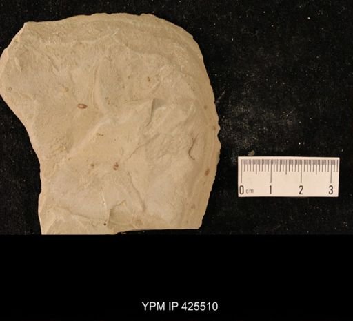 undet. Hexapoda