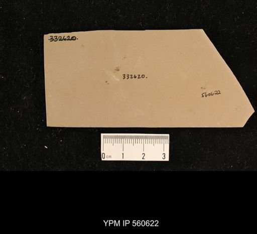 undet. Hexapoda