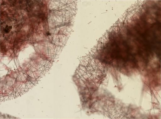 Halichondria bowerbanki