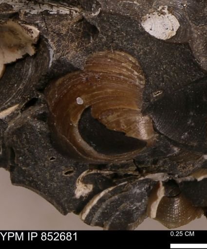 Limopsis striatopunctatus