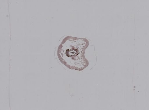 Pelodrilus monticola