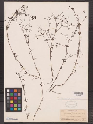 Galium obtusum
