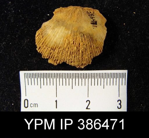 Schuchertella woolworthana?