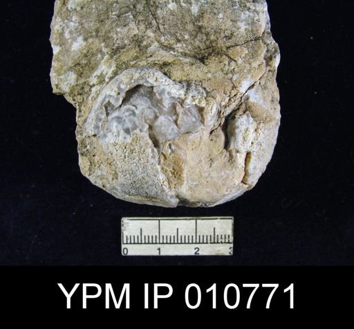 Productus articus