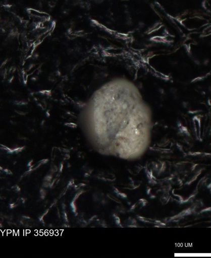 undet. Foraminiferida