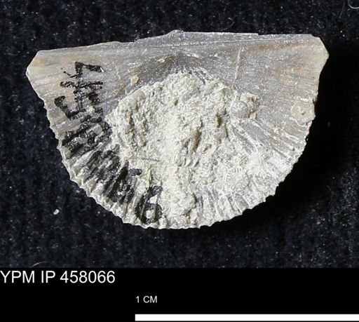 Strophodonta sp.
