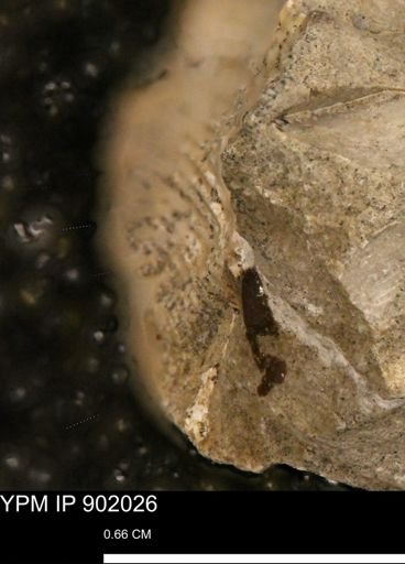undet. Mollusca