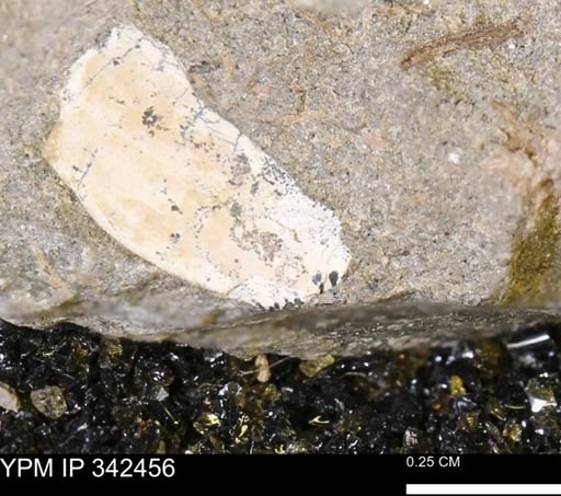 undet. Mollusca