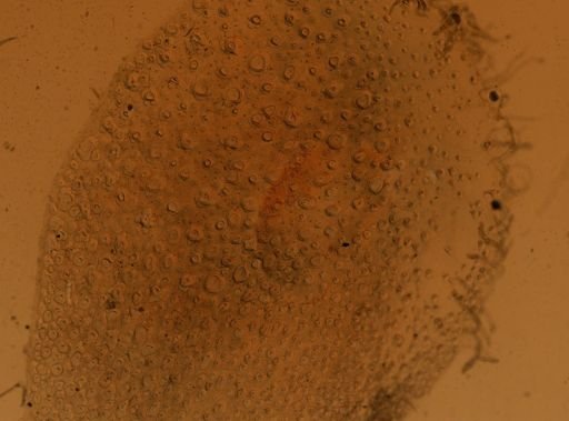 Lepidonotus angustus