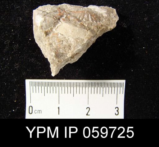 Spirifer worthenanus