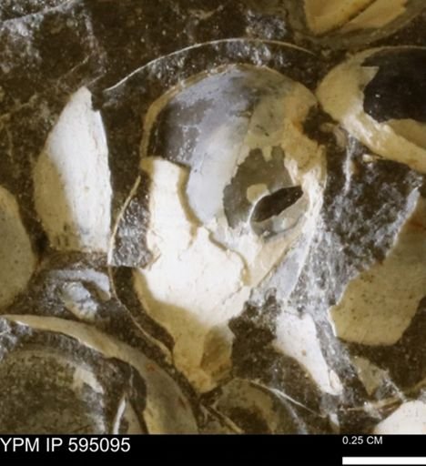 Protocardia sp.