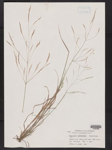 Agrostis perennans