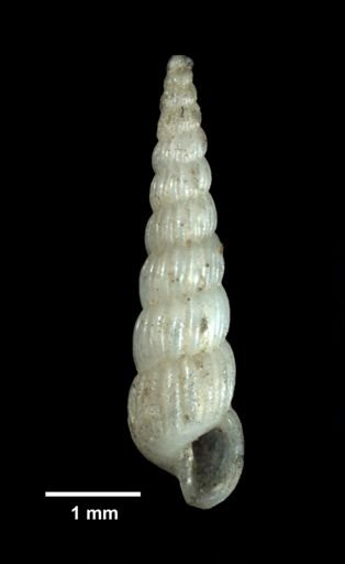 Turbonilla valida