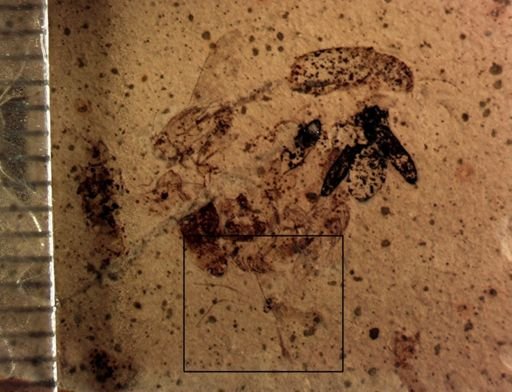 undet. Hymenoptera