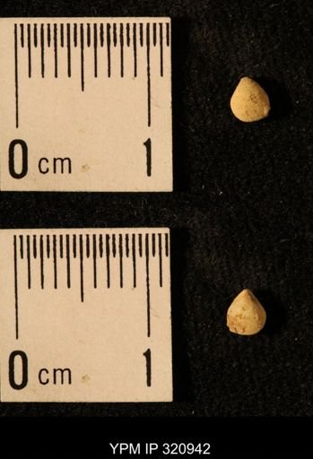 Dielasma elongatum