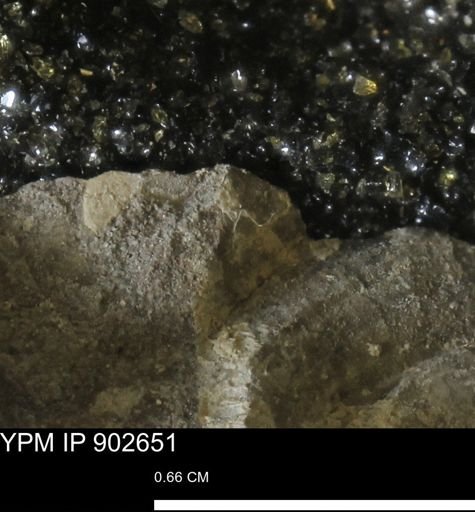 undet. Mollusca