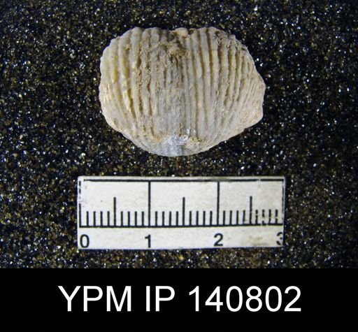 Productus (Striatifera) mytiloides
