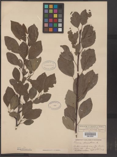 Prunus domestica