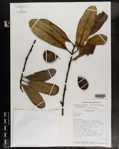 Plantae