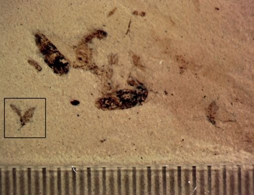 undet. Diptera