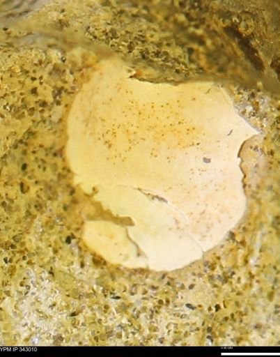 undet. Bivalvia