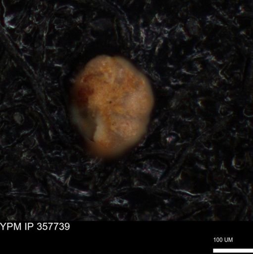 undet. Foraminiferida