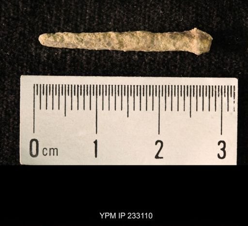 Archaeocidaris sp.