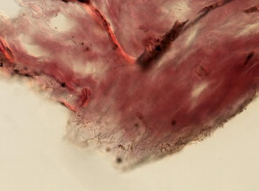 Ircinia sp.