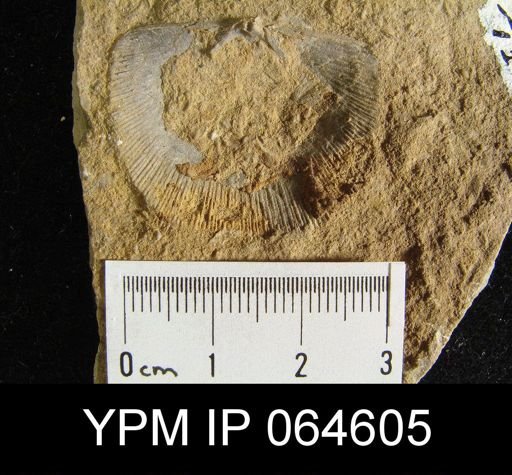 Fardenia roemeri