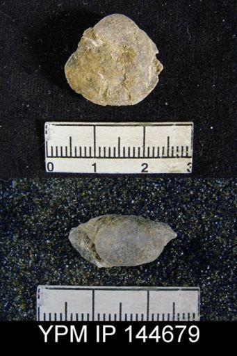 Orthis (Schizophoria) indica